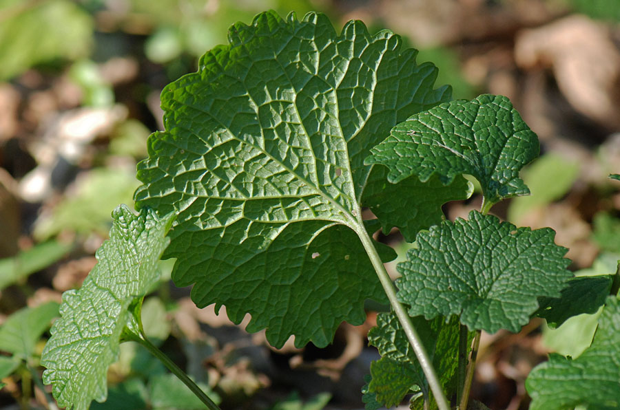 Alliaria petiolata, foglie basali